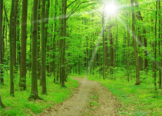 Árboles en un bosque verde en primavera.