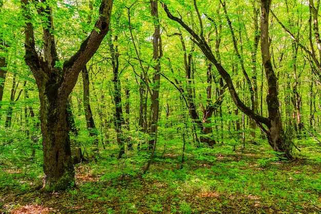 Árboles en el bosque verde