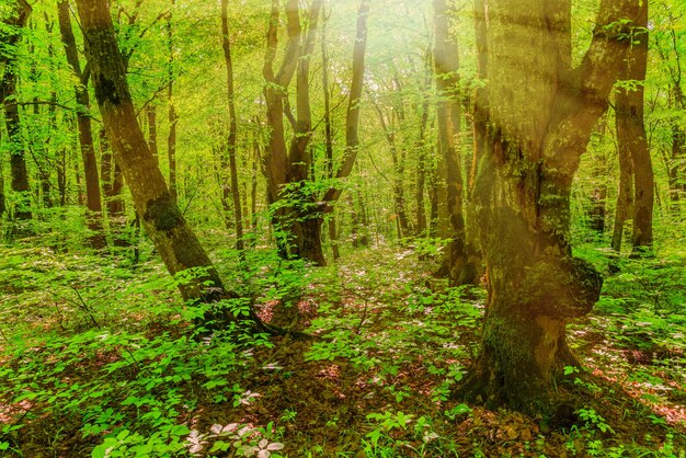 Árboles en el bosque verde