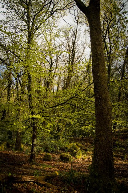 Árboles en el bosque