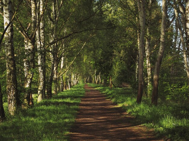 Árboles en el bosque