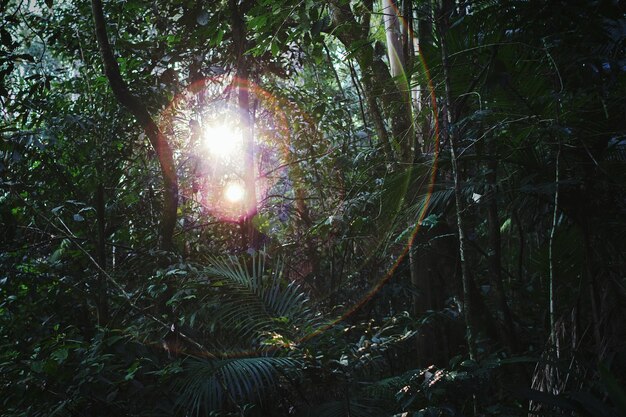 Árboles en el bosque