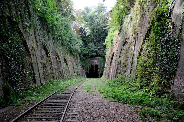 Árboles en el bosque