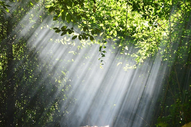 Árboles en el bosque