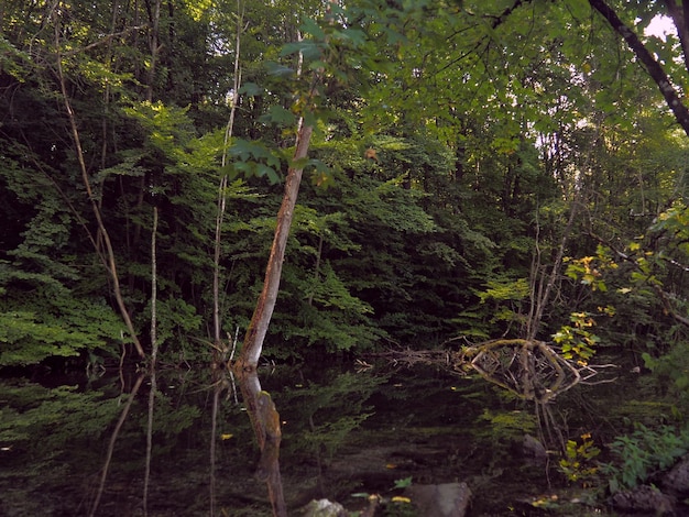 Árboles en el bosque