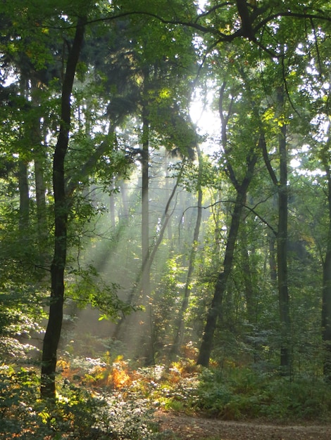 Árboles en el bosque