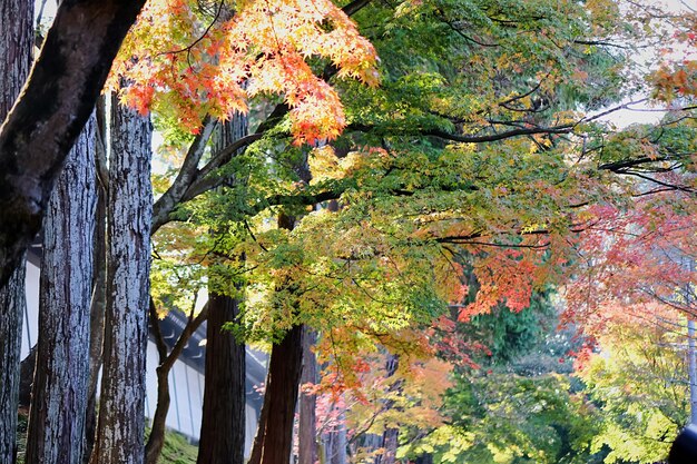 Árboles en el bosque