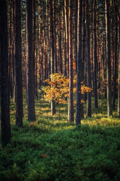 Árboles en el bosque