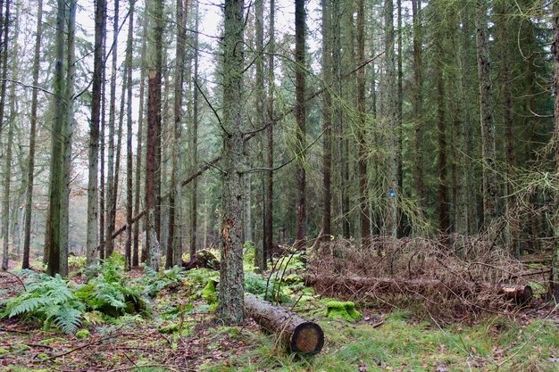 Árboles en el bosque