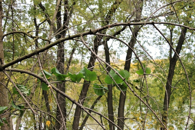 Árboles en el bosque