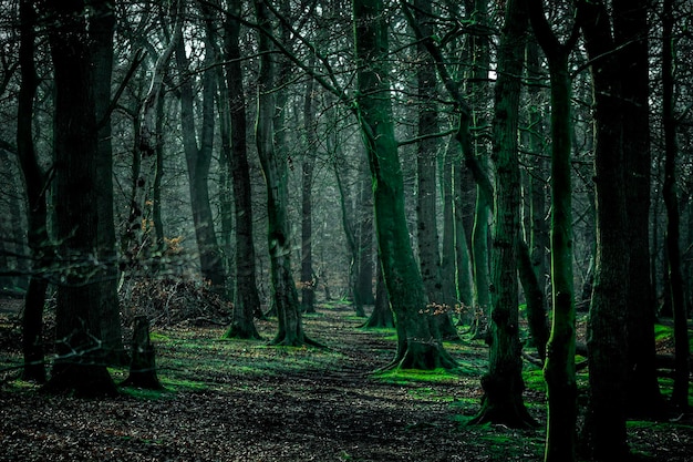 Árboles en el bosque