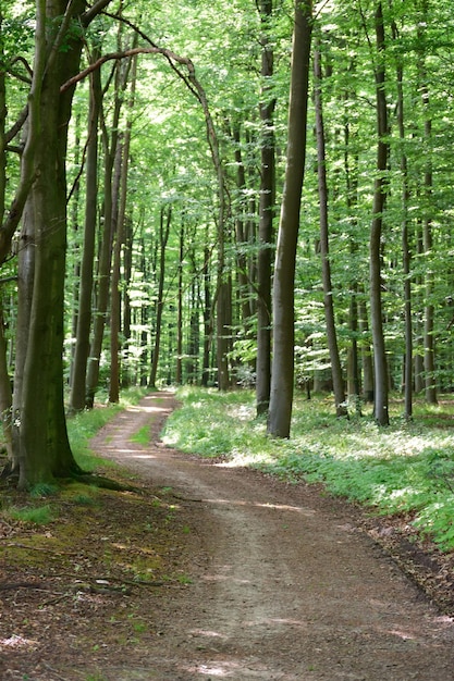 Árboles en el bosque