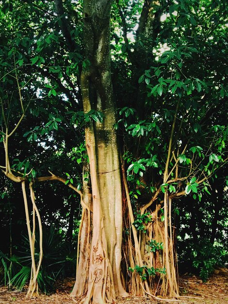 Árboles en el bosque