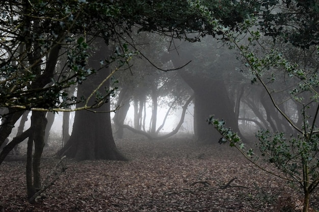 Árboles en el bosque