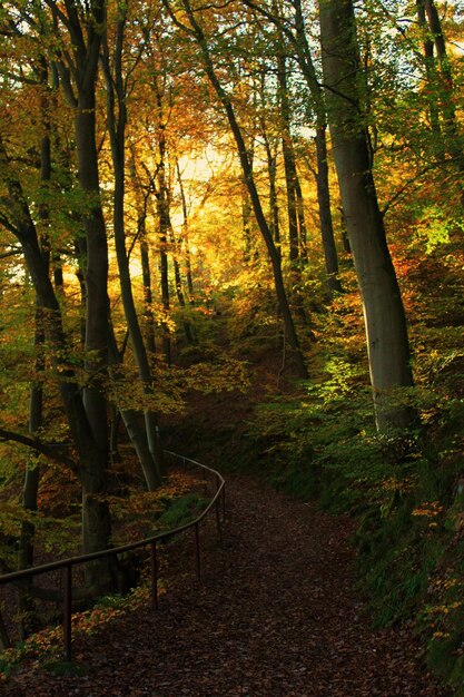 Árboles en el bosque