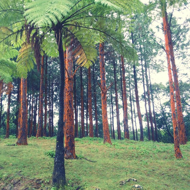 Árboles en el bosque