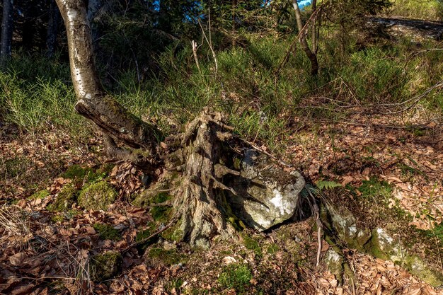 Árboles en el bosque