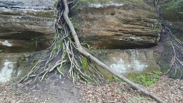 Árboles en el bosque