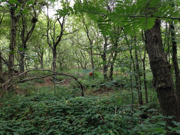 Árboles en el bosque