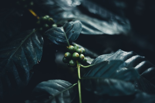 Árboles y cafetos en el bosque de niebla por la mañana