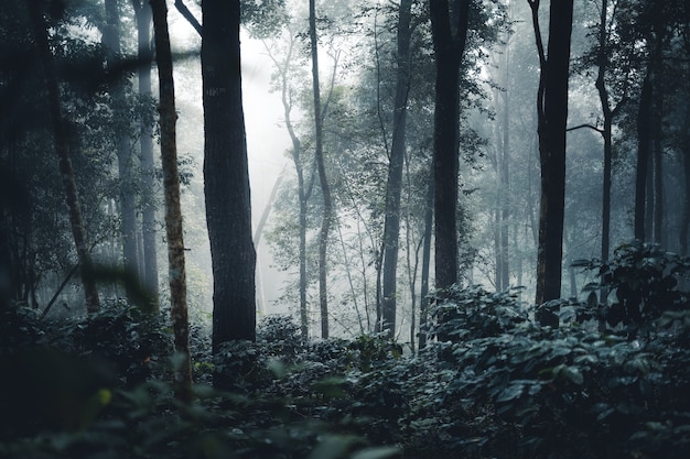 Árboles y cafetos en el bosque de niebla por la mañana