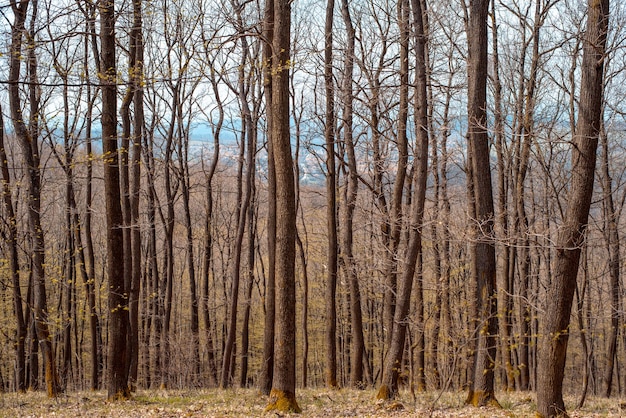 Árboles calvos en el bosque a principios de primavera