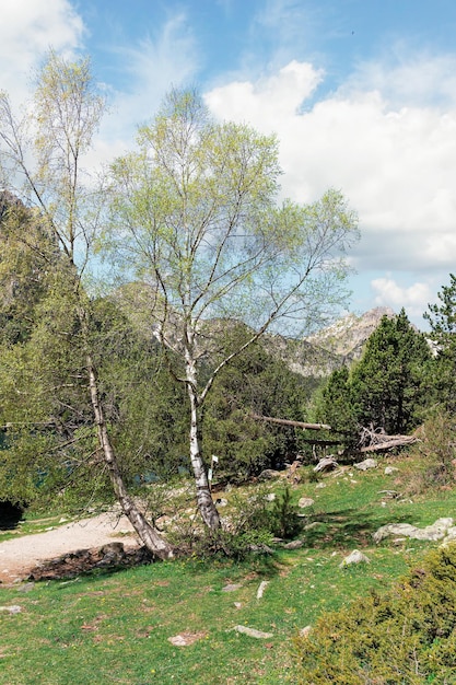 Árboles y camino en las montañas de los Pirineos, España