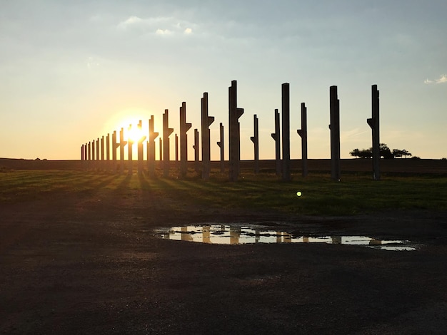 Árboles en el campo al atardecer