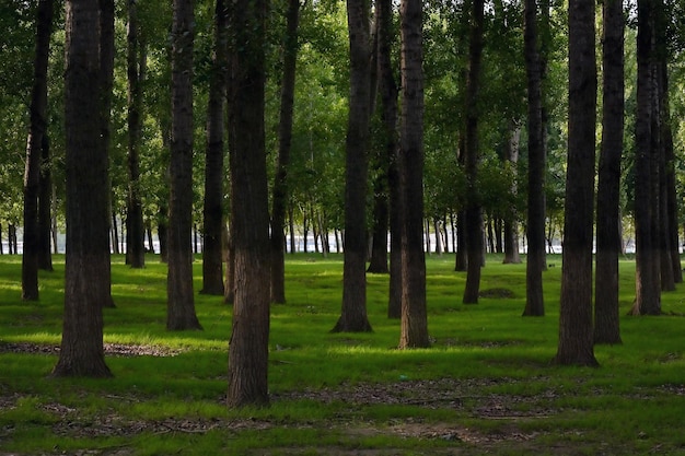 Árboles en el campo en el bosque