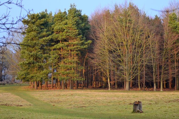 Árboles en el campo en el bosque