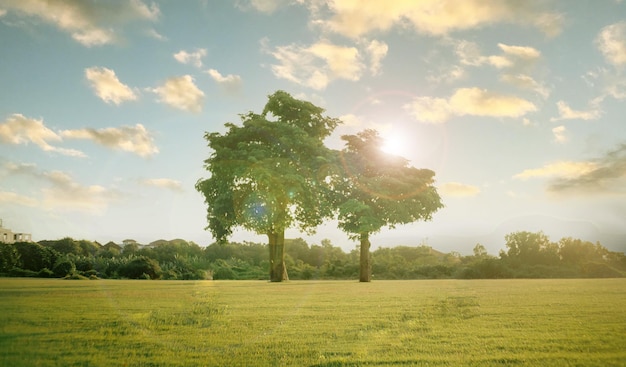 Árboles en el campo con cielo y luz solar.