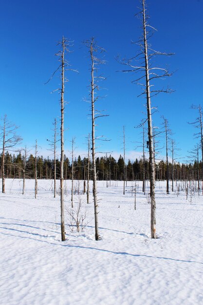 Árboles en el campo contra el cielo azul durante el invierno