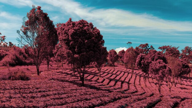 Árboles en el campo contra el cielo infrarrojo