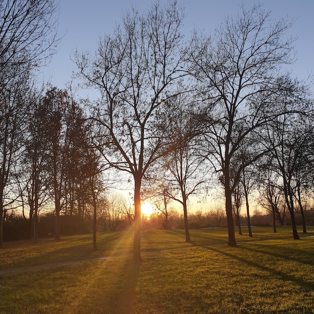 Árboles en el campo contra el cielo durante la puesta de sol