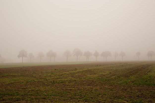 Árboles en el campo contra el cielo durante el tiempo de niebla