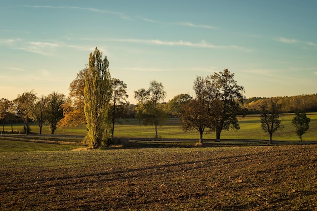 Árboles en el campo contra el cielo.