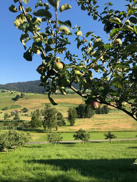 Árboles en el campo contra el cielo