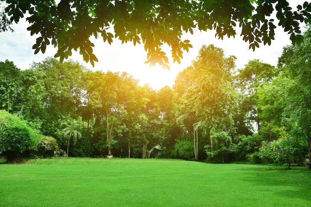 Árboles en el campo contra el cielo