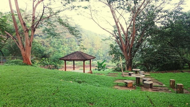 Árboles en el campo contra el cielo