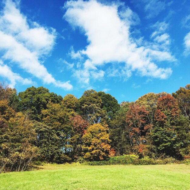 Árboles en el campo contra el cielo