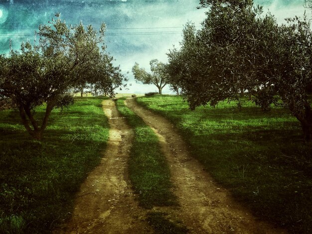 Árboles en el campo contra el cielo