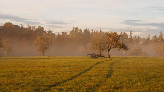 Árboles en el campo contra el cielo