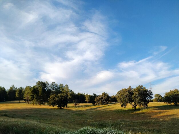 Árboles en el campo contra el cielo