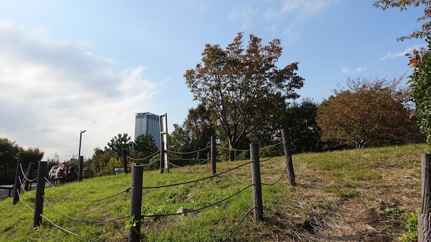 Árboles en el campo contra el cielo