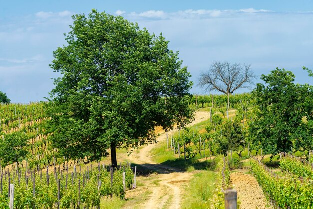 Árboles en el campo contra el cielo