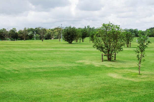 Árboles en el campo contra el cielo