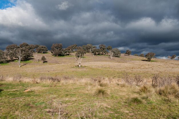 Árboles en el campo contra el cielo