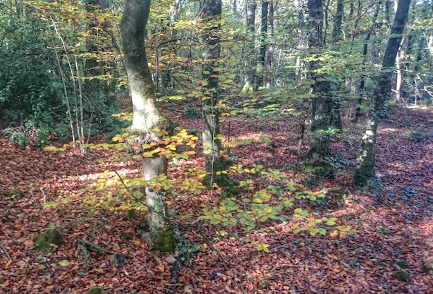 Árboles en el campo cubierto de hojas durante el otoño