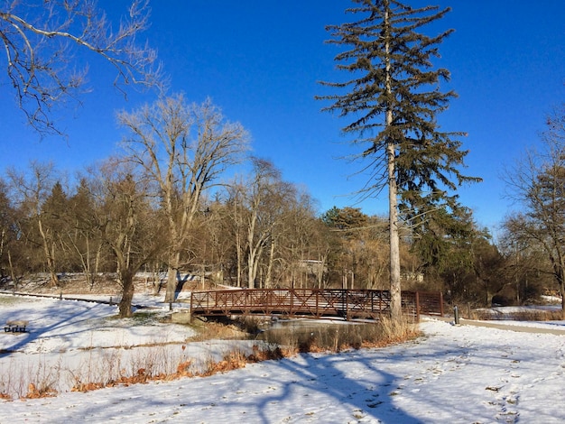 Árboles en el campo cubierto de nieve contra el cielo azul