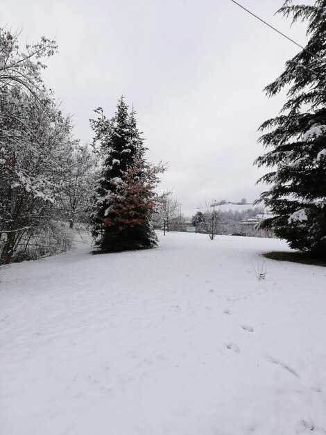 Árboles en el campo cubierto de nieve contra el cielo